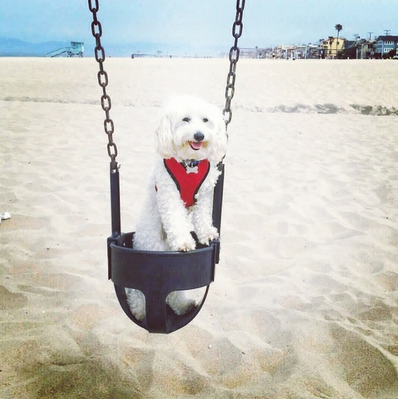 Meet your Posher, Clarity & Frosty Little Divo🐾💙 - Picture 5 of 16